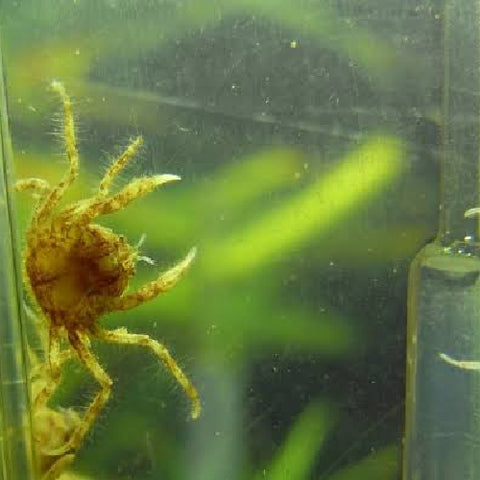 Thai Micro Spider Crab - Limnopilos naiyanetri