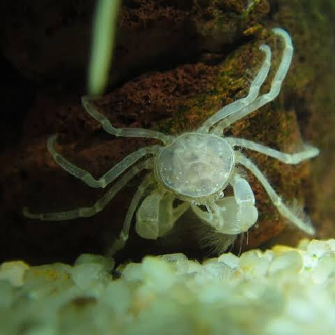 Thai Micro Spider Crab - Limnopilos naiyanetri