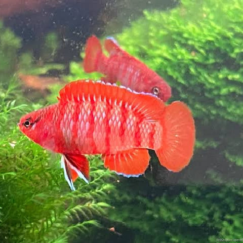 Scarlet Badis - Dario dario