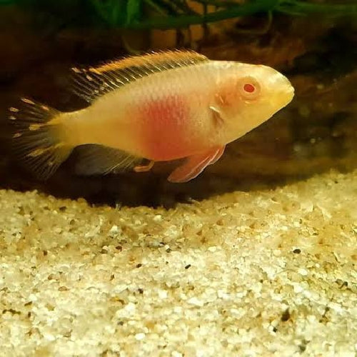 Ciclido Kribensis "Snow White" -Hembra- Pelvicachromis pulcher