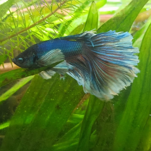 Betta Dumbo Half Moon