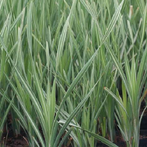Typha latifolius "Variegata"