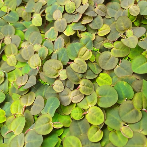 Phyllanthus fluitans