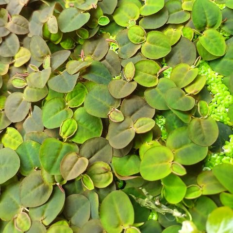 Phyllanthus fluitans