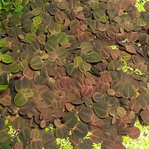 Phyllanthus fluitans