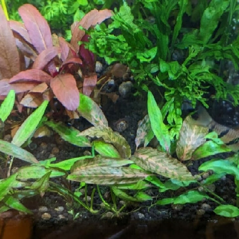 Cryptocoryne nurii