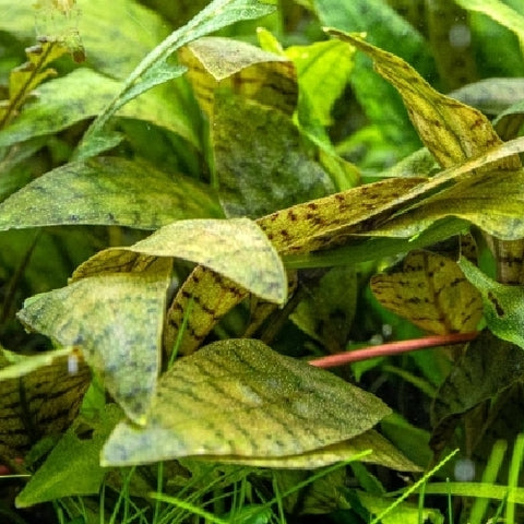 Cryptocoryne nurii