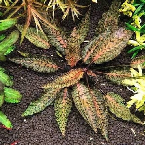 Cryptocoryne nurii In Vitro