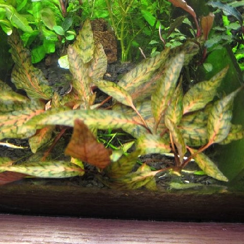 Cryptocoryne nurii