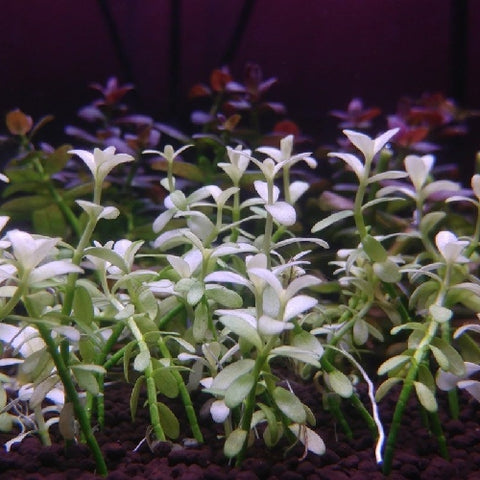 Bacopa monnieri "Variegata" In Vitro