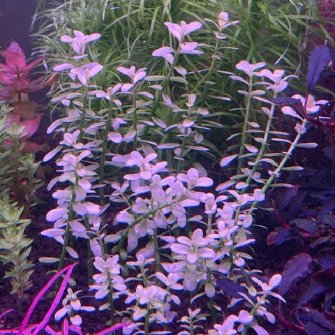 Bacopa monnieri "Variegata" In Vitro