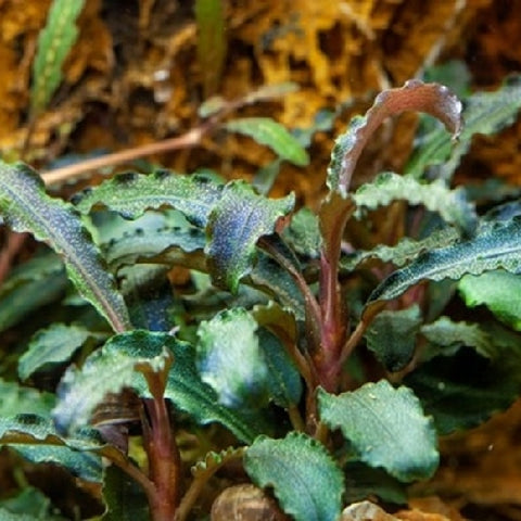 Bucephalandra "Bukit Kelam" In Vitro