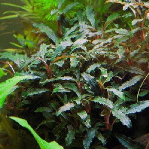 Bucephalandra "Bukit Kelam" In Vitro