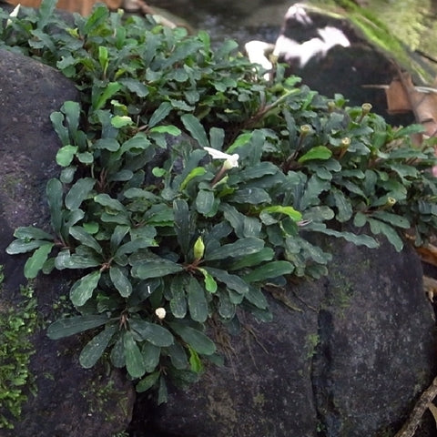 Bucephalandra "Bukit Kelam" In Vitro