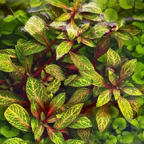 Ludwigia "Red Skeleton"