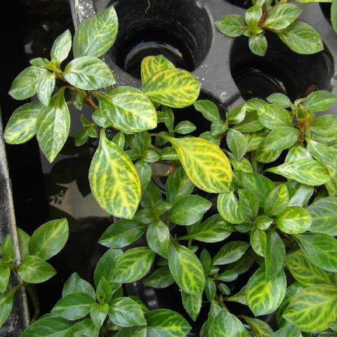 Ludwigia "Red Skeleton"