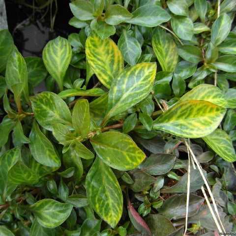 Ludwigia "Red Skeleton"