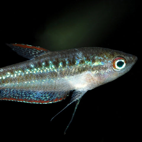 Gurami Pigmeo - Trichopsis pumila