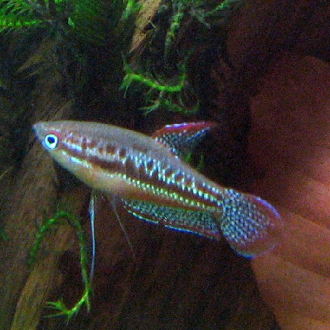 Gurami Pigmeo - Trichopsis pumila