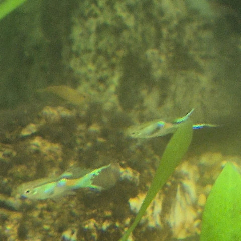 Guppy Endler "Lime Green" Macho - Poecilia wingei (Copia)