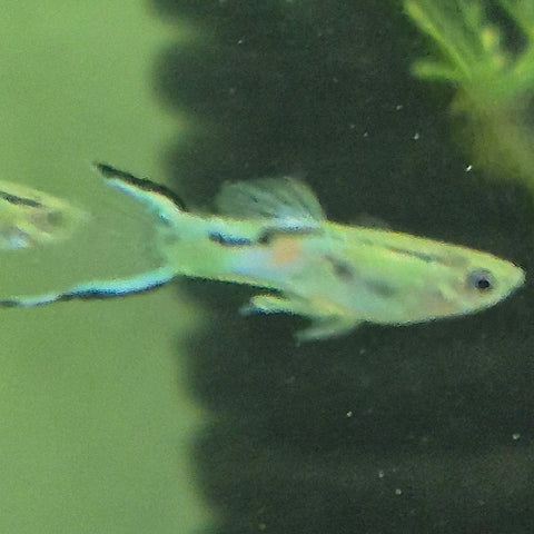 Guppy Endler "Lime Green" Macho - Poecilia wingei (Copia)