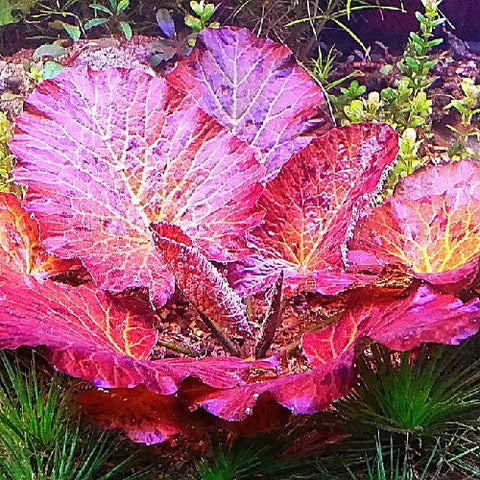 Nymphaea lotus Tiger