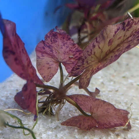 Nymphaea lotus Tiger