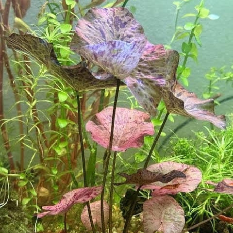 Nymphaea lotus Tiger
