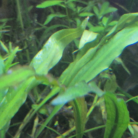 Cryptocoryne spiralis