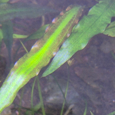 Cryptocoryne spiralis