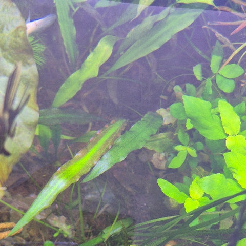 Cryptocoryne spiralis