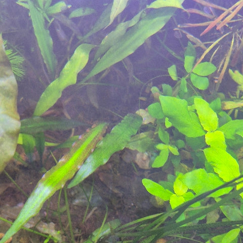 Cryptocoryne spiralis