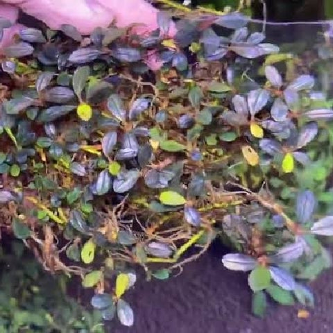 Bucephalandra "Black Galaxy" In Vitro