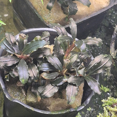 Bucephalandra "Black Galaxy" In Vitro