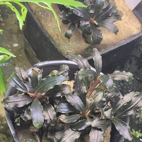 Bucephalandra "Black Galaxy" In Vitro