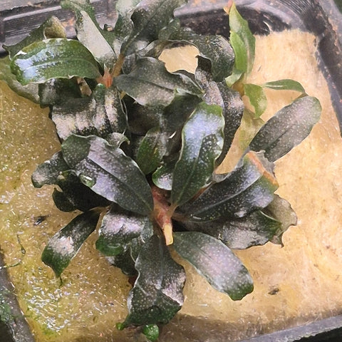 Bucephalandra "Black Galaxy" In Vitro