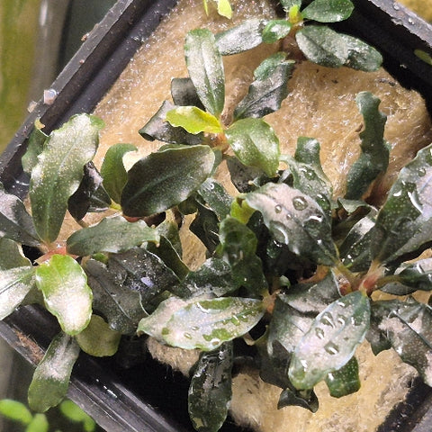 Bucephalandra "Black Galaxy" In Vitro