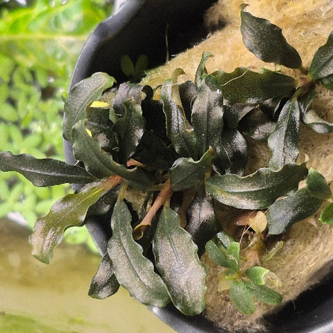 Bucephalandra "Black Galaxy" In Vitro