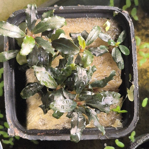 Bucephalandra "Black Galaxy" In Vitro