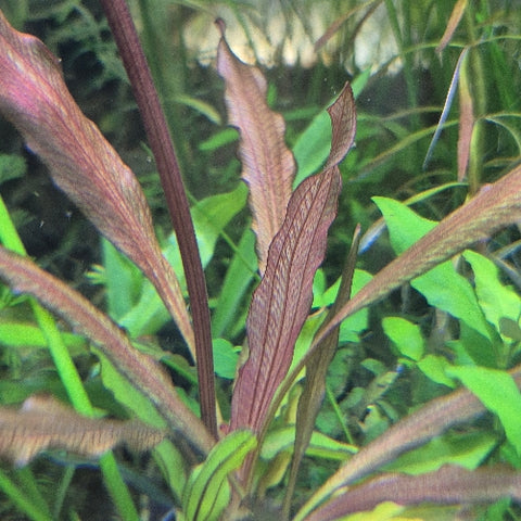 Echinodorus "Rose"