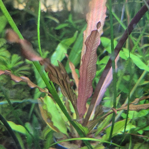 Echinodorus "Rose"