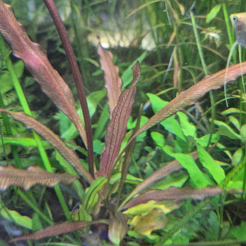 Echinodorus "Rose"