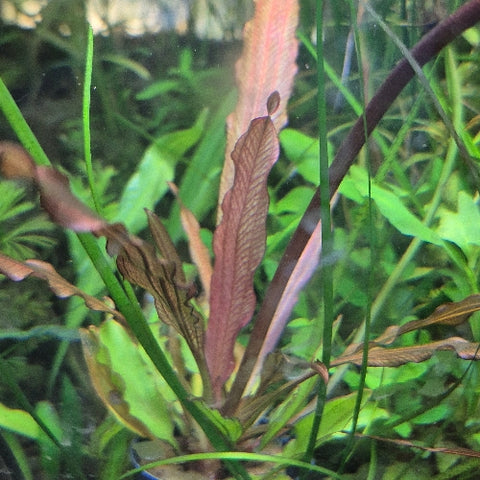 Echinodorus "Rose"