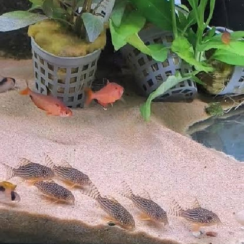 Corydoras sterbai