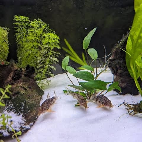 Corydoras sterbai