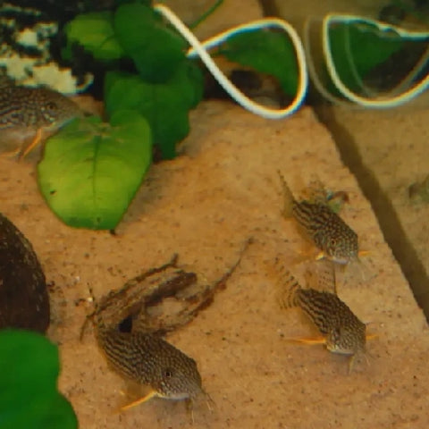 Corydoras sterbai