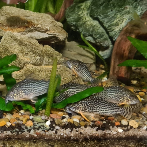Corydoras sterbai