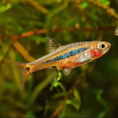 Rasbora "Exclamation Point" - Boraras urophthlamoides