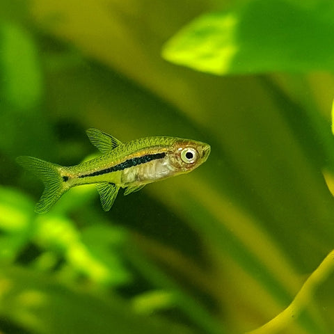 Rasbora "Exclamation Point" - Boraras urophthlamoides