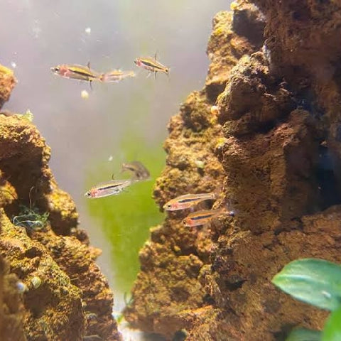 Rasbora "Exclamation Point" - Boraras urophthlamoides